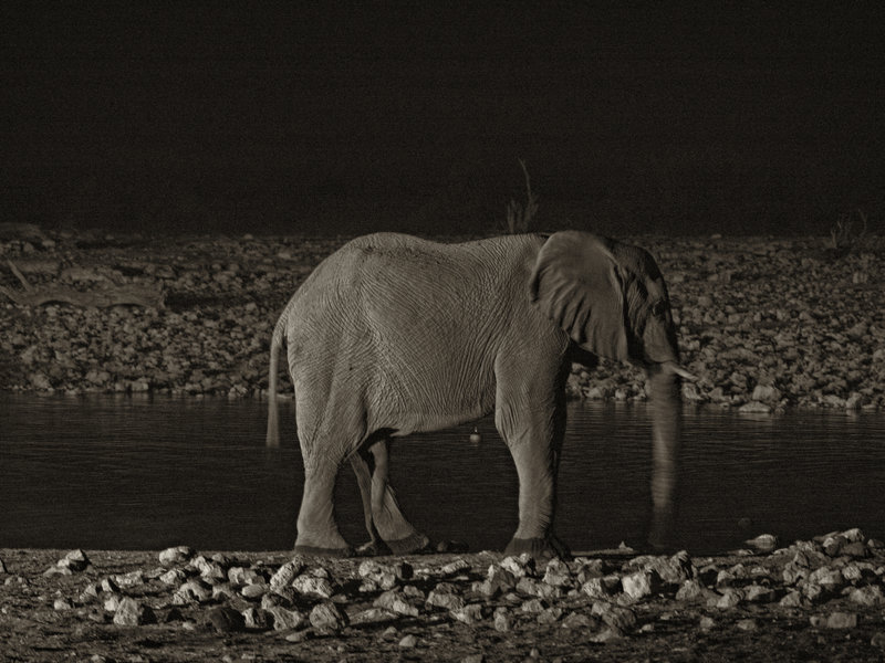 Okaukuejo, African Elephant